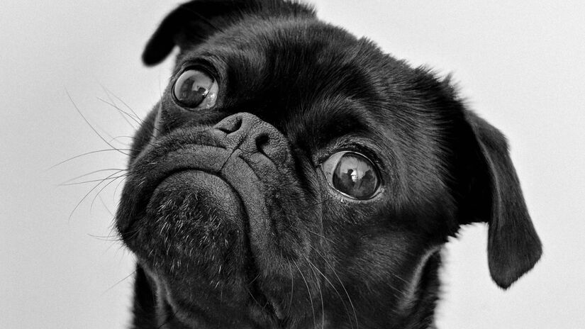 Cães usam linguagem corporal para se comunicar, expressando emoções com orelhas, rabo e postura / Pexels