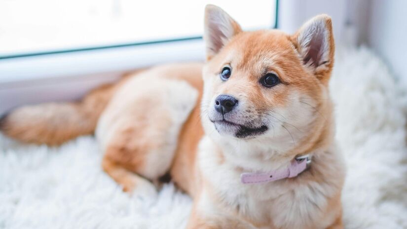 Mais que instinto, o comportamento canino reflete vínculo, confiança e afeto com o tutor / Pexels