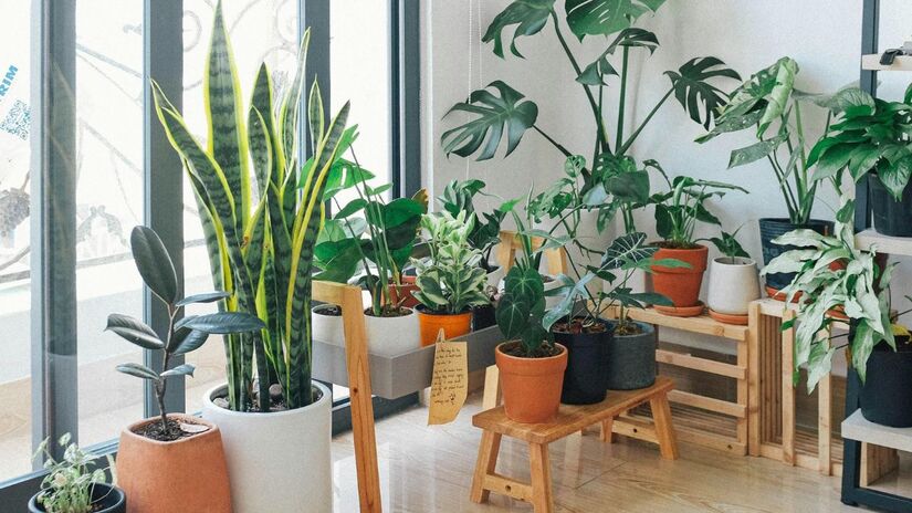 4. Tenha plantas dentro de casa
Além de decorativas, as plantas ajudam a regular a temperatura e a umidade do ar. Espécies como samambaias, jiboias e palmeiras são ótimas opções para refrescar o ambiente naturalmente / Pexels