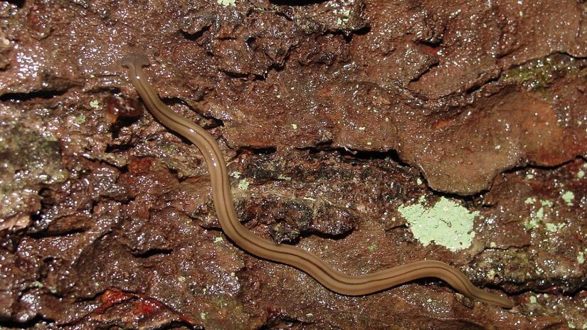 Apesar de ser nativo do Sudeste Asiático, o Bipalium kewense foi espalhado acidentalmente pelo mundo através do transporte marítimo / Paul J. Morris/Wikimedia Commons