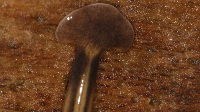 Um dos aspectos mais impressionantes é sua capacidade de regeneração: cada pedaço cortado pode gerar um novo indivíduo completo / Scott Loarie/Wikimedia Commons
