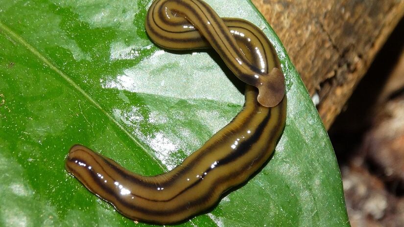 Hoje, o verme pode ser encontrado em diversos continentes, incluindo América do Sul, América do Norte, África, Austrália e ilhas do Caribe / Piterkeo/Wikimedia Commons
