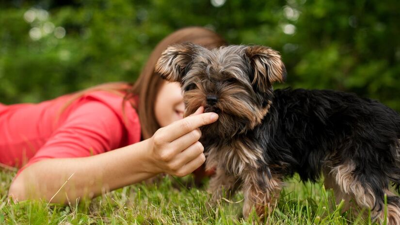 Felicidade animal é rotina: pequenos gestos diários valem mais que mimos ocasionais