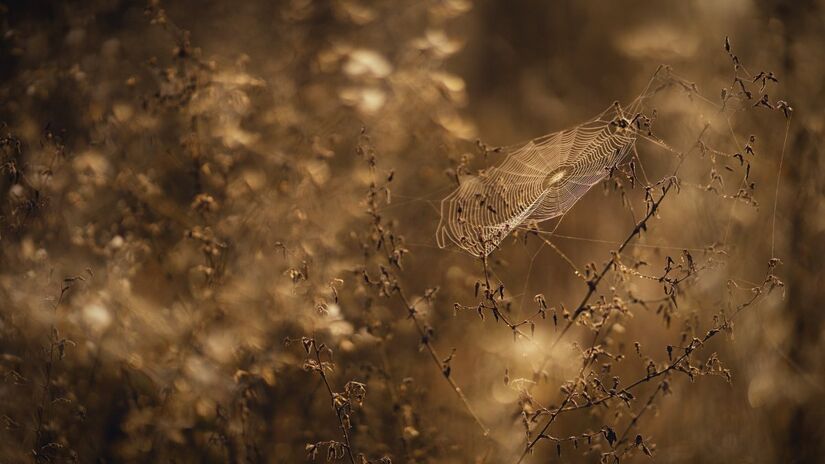 A prevenção é a melhor forma de se proteger contra a aranha-marrom / Pixabay