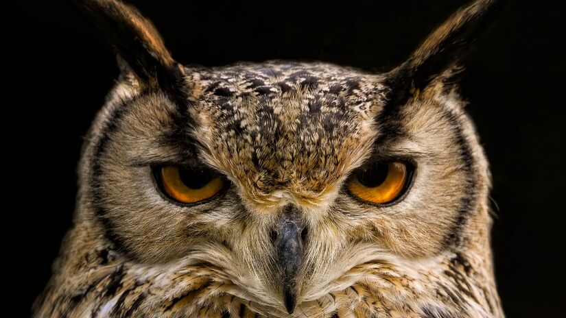 Essas aves noturnas ajudam a manter o equilíbrio ecológico e proteger plantações / Pixabay
