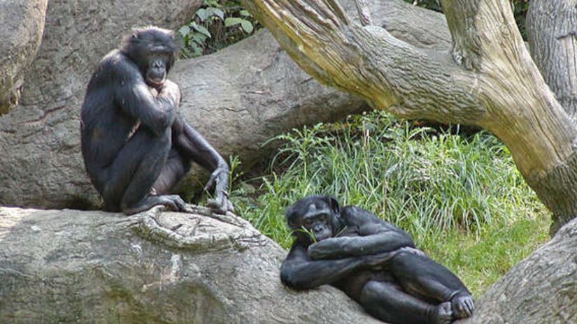 Segunda maior floresta tropical do mundo depois da Amazônia. Abriga muitas espécies endêmicas, como o Chimpanzé Pigmeu/ Greg Hume wikimedia commons