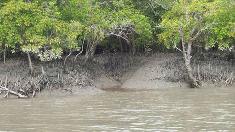 6ª - Parque Nacional do Sundarbans  Índia e Bangladesh - Área composta por pântanos, rios e florestas de mangue do Delta do Ganges/ V. Malik / commons wikimedia