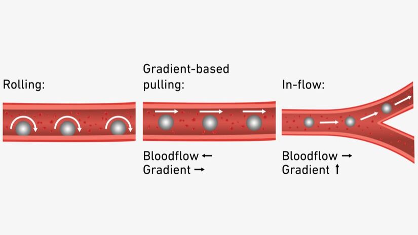 Ilustração mostra as três estratégias de navegação magnética  rolagem, tração por gradiente e alinhamento com o fluxo  usadas para conduzir o microrrobô pelos vasos sanguíneos/ ETH Zürich