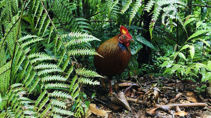 Com mais de 88 mil m², Sinharaja tem espécies endêmicas, ou seja, que só existem na região, incluindo especialmente anfíbios, borboletas, pássaros, cobras e peixes/ Amal Balasooriya commons wikimedia