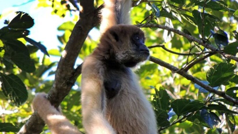Programa de preservação de primatas protege a fauna de São Francisco Xavier/ Allan Souza/PMSJC