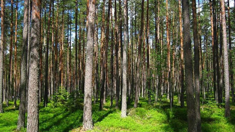 Conhecida como Floresta das Coníferas (árvores em formato de cone, como os pinheiros), começa na parte norte do Alasca, segue para o Canadá, chega ao sul da Groenlândia, e depois atinge a Noruega, Suécia, Finlândia, Sibéria e Japão/ MPorciusCato wikimedia commons