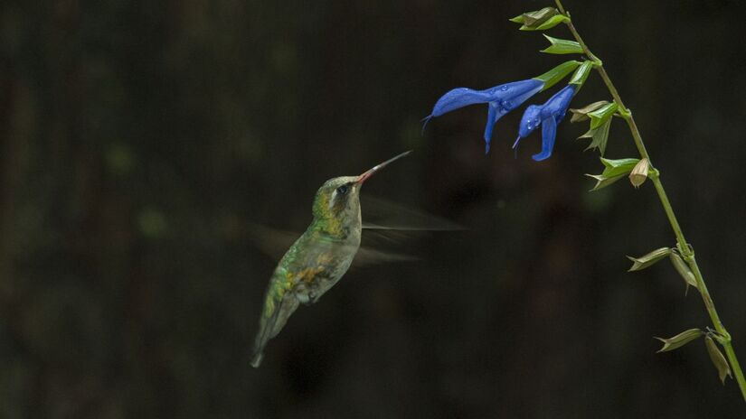 O beija-flor, símbolo de renovação no Feng Shui, aproxima-se como quem percebe quando a energia do espaço está fluindo/ wirestock/Freepik