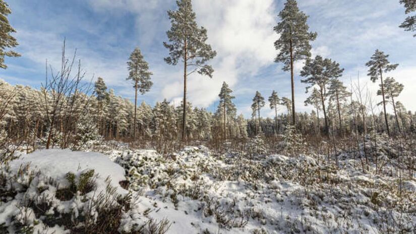No inverno, a neve toma conta da floresta e as árvores coníferas ficam pintadas de branco/ Erik Karits