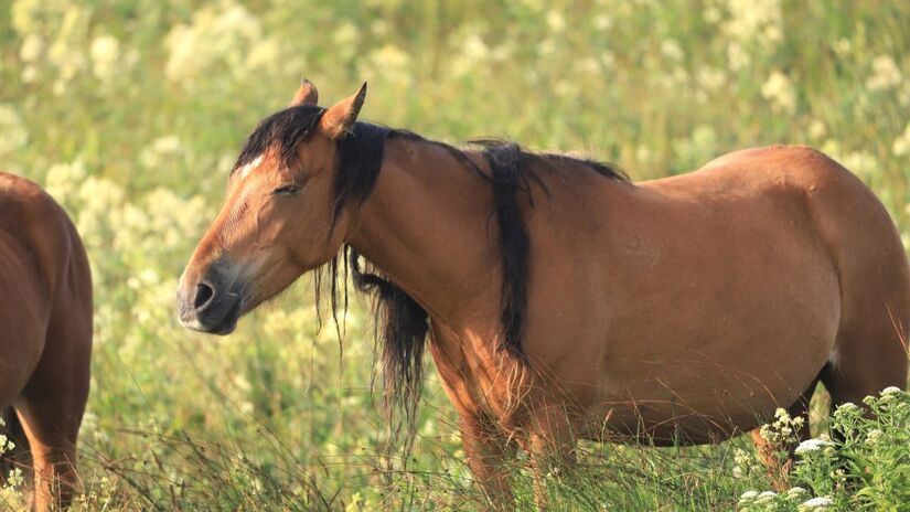 Os cavalos da Ilha Sable vivem totalmente livres e moldados pelo isolamento extremo do Atlântico Norte/ Reprodução Facebook/Sable Island National Park Reserve