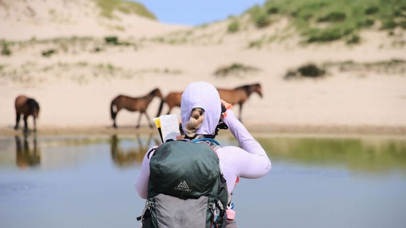 A população selvagem de Sable é estudada à distância, preservando o comportamento natural dos animais/ Reprodução Facebook/Sable Island National Park Reserve