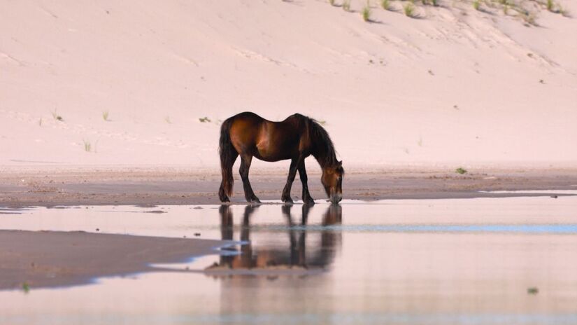 O acesso à água doce é um dos desafios que moldou as adaptações únicas dos cavalos de Sable/ Reprodução Facebook/Sable Island National Park Reserve
