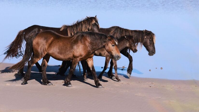 A manada de Sable mantém características próprias desenvolvidas ao longo de séculos sem manejo humano/ Reprodução Facebook/Sable Island National Park Reserve
