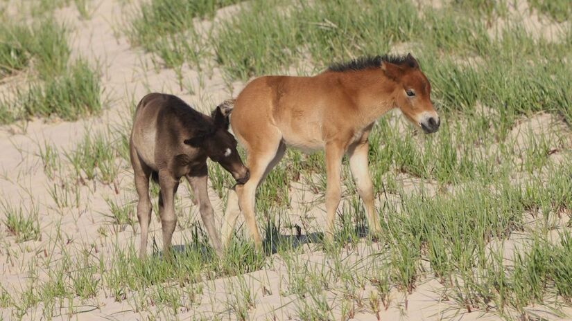 O isolamento genético faz da Ilha Sable um raro laboratório natural da evolução equina/ Reprodução Facebook/Sable Island National Park Reserve