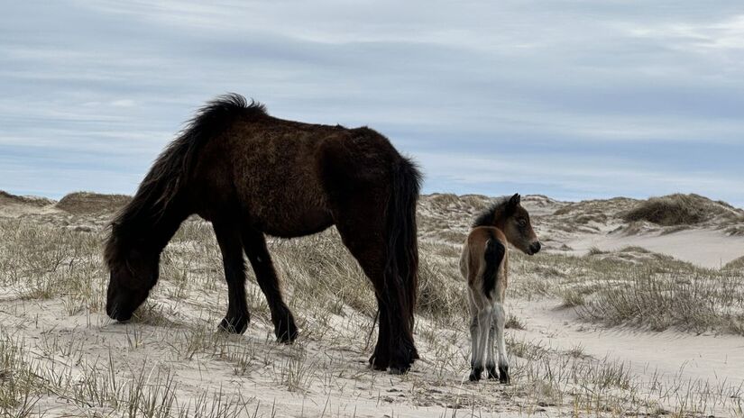 Mesmo em um ambiente hostil, os cavalos de Sable seguem se reproduzindo e preservando sua linhagem selvagem/ Reprodução Facebook/Sable Island National Park Reserve