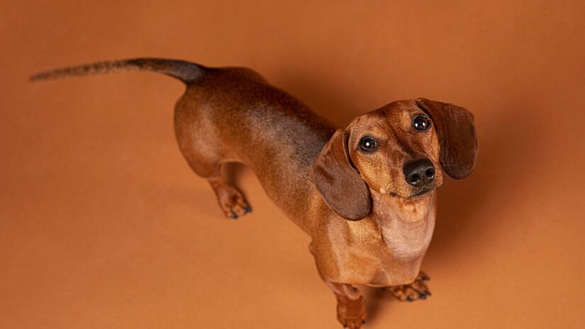 O Basset Hound é famoso pelo temperamento dócil e pelas longas orelhas características