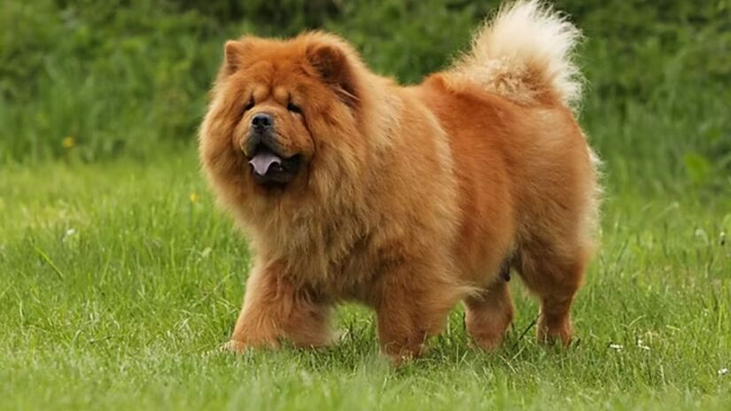 O Chow Chow encanta pela pelagem espessa e pelo temperamento reservado