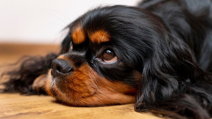 Afetuoso e sociável, o Cavalier adora participar das atividades do dia a dia 