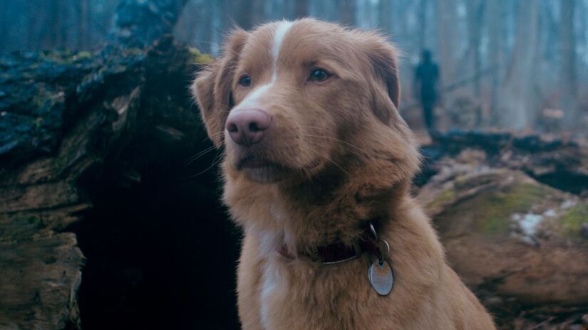A história foca na perspectiva do cão Indy, que tem de combater misteriosas aparições em sua casa (Paris Filmes/Divulgação)