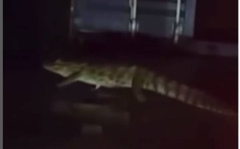 Um jacaré apareceu dentro de um terminal de contêineres na Rodovia Piaçaguera, em Guarujá, na noite desta segunda-feira (25)/Reprodução