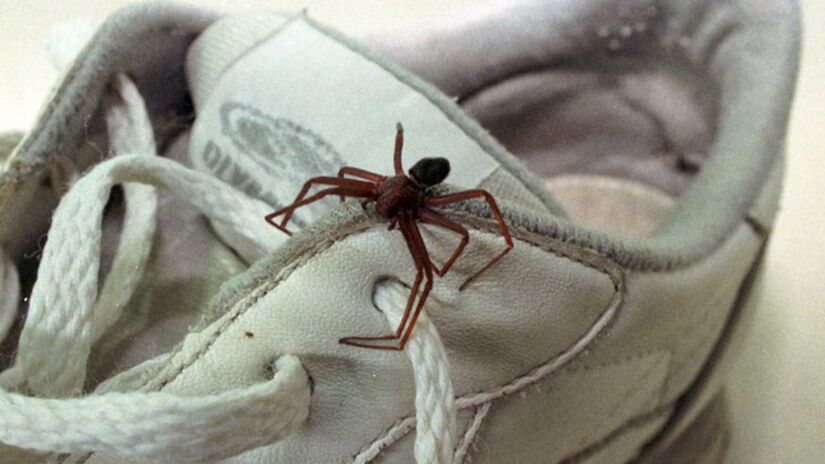 Cada aranha pode evitar que dezenas de mosquitos e outros bichos incômodos circulem pelo ambiente Fotos: Rogério Machado/Prefeitura de Curitiba 