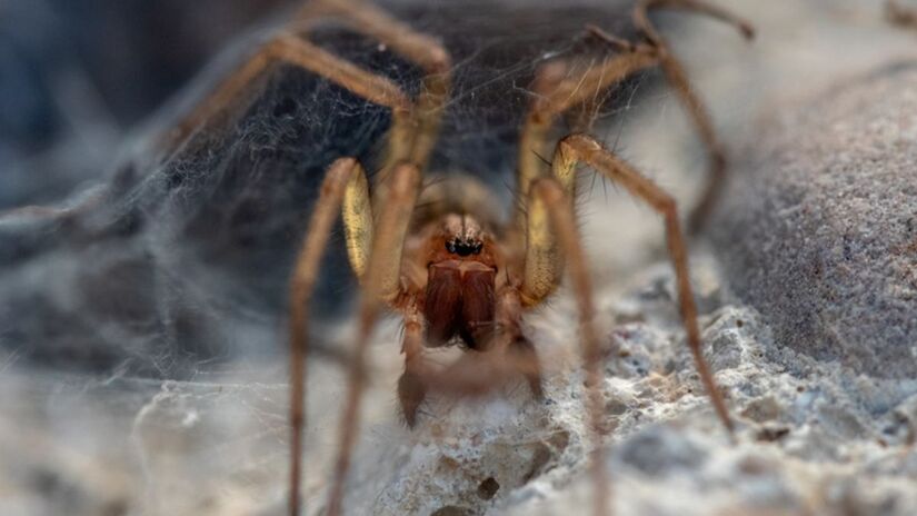 Por esse motivo, em certo sentido, elas podem ser vistas até como parceiras silenciosas