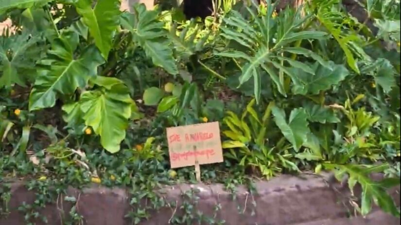 Segundo Pazi, a intenção é ampliar o trabalho e transformar cada canteiro da Avenida São Luís em uma 'pequena floresta'