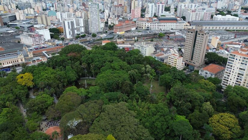 Agathis robusta, árvore centenária e símbolo do parque, tem mais de 200 anos / Fotos: Divulgação
