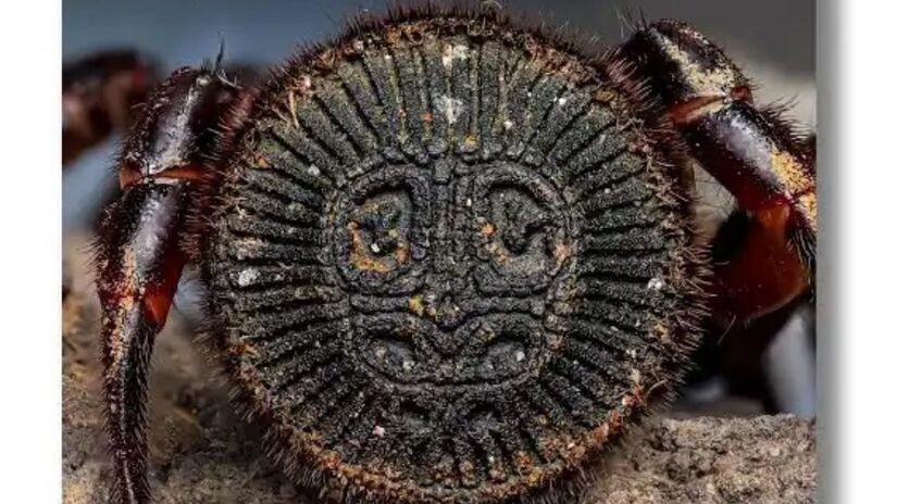 A Cyclocosmia ricketti é uma aranha rara conhecida por seu abdômen em forma de disco, que parece uma tampa perfeitamente esculpida. /Internet