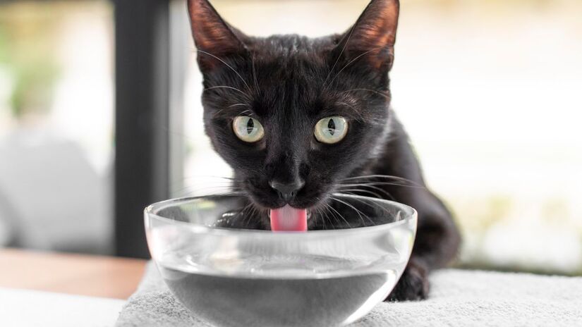 Beber água com frequência ajuda a diluir a urina e reduzir o mau cheiro/ Freepik