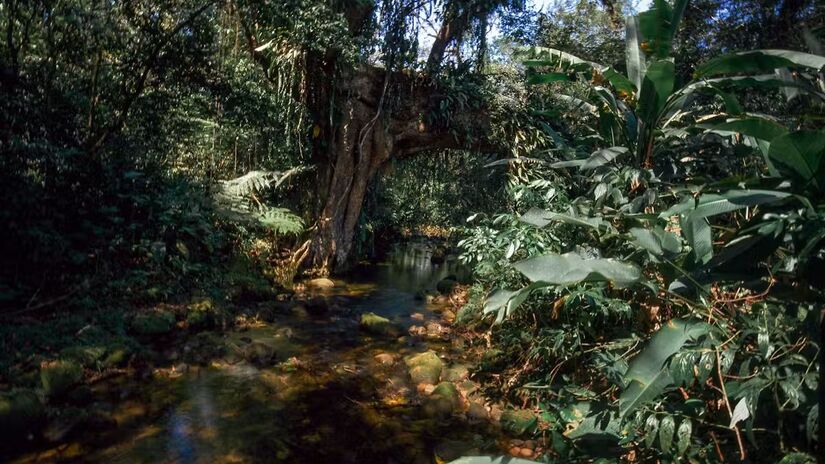 Mata Atlântica

Um dos biomas mais biodiversos do planeta, a Mata Atlântica foi reduzida a menos de 15% de sua cobertura original. Localizado nas áreas mais povoadas do país, enfrenta urbanização, poluição e fragmentação florestal. Mesmo assim, abriga fauna e flora únicas, além de proteger mananciais que abastecem milhões de pessoas. João P. Burini / Wikipedia, CC BY