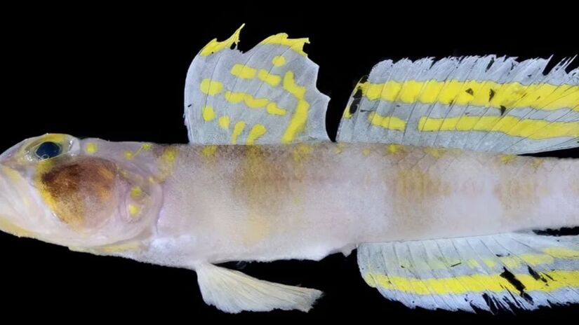 O nome faz referência direta a Dragon Ball devido às cores e ao brilho das nadadeiras / Reprodução Youtube/DB-Z