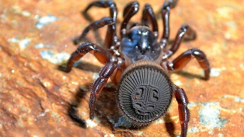 Essa espécie utiliza o formato do corpo para bloquear a entrada de seu esconderijo, agindo como uma "porta viva" contra predadores. /Internet