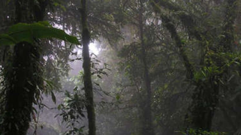 7ª - Reserva Florestal Nublada de Monte Verde  Costa Rica - Localizada numa região alta e montanhosa, ela está quase sempre encoberta por nuvens/ Jodi Crisp / Flickr / Monteverde Cloud Forest, Costa Rica.