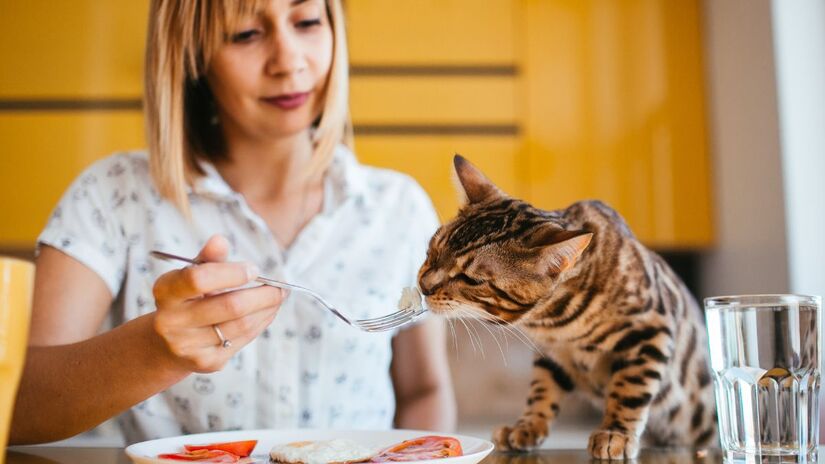Oferecer alimentos humanos pode causar desequilíbrios e aumentar o odor das fezes/ Freepic.diller/Freepik