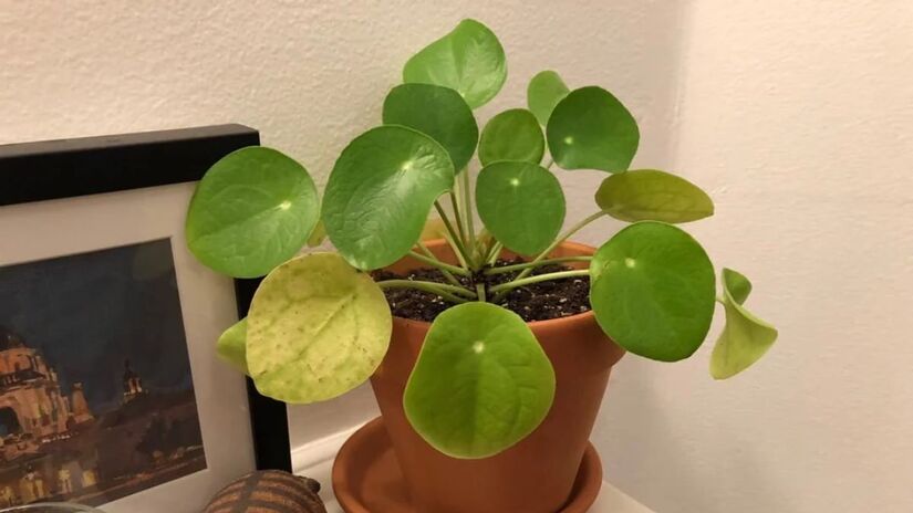 Folhas amareladas que acabam caindo indicam que a planta está recebendo água em excesso. Use um medidor de umidade para confirmar que o solo está seco antes de regar/ Reprodução Reedit/hipsterHoliday