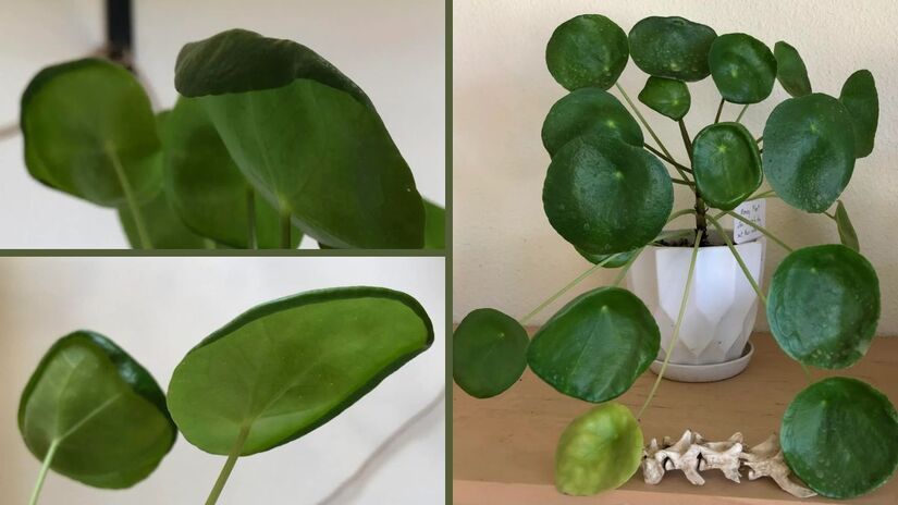 Quando as folhas da planta-dinheiro-chinesa se enrolam nas bordas, isso pode ocorrer porque a planta não está recebendo luz indireta suficiente, porque a temperatura ambiente está muito alta ou porque a umidade do ambiente está muito baixa. Regar demais ou de menos também pode causar esse problema/ Reprodução Reedit/exploring_earth