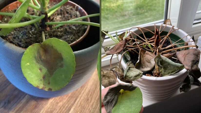 É bastante comum que as folhas da planta-do-dinheiro-chinesa demonstrem seu descontentamento com problemas ambientais apresentando descoloração, as famosas folhas marrons. O escurecimento das folhas pode ocorrer se a planta estiver recebendo muita luz solar direta. Lembre-se de que essa planta prefere luz indireta e brilhante/ Reprodução Reedit/AmongUs_69/quaakk