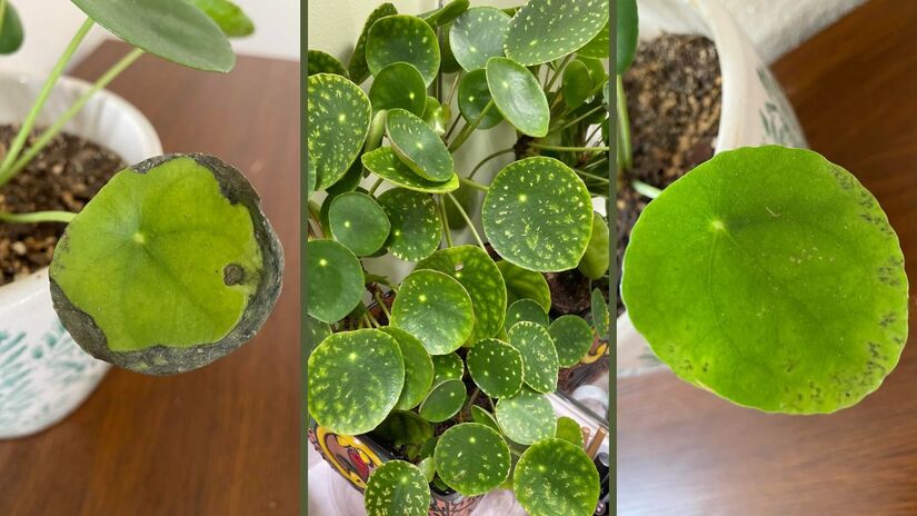 Bordas amareladas ou acastanhadas nas folhas geralmente indicam que a umidade do ambiente está muito baixa. As folhas também podem cair/ Reprodução Reedit/catseducational/conta deletada