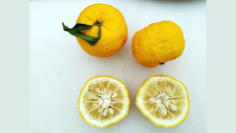 Frutos de yuzu, o cítrico aromático japonês cheio de vitamina C e antioxidantes/ 경빈마마/Wikimedia Commons