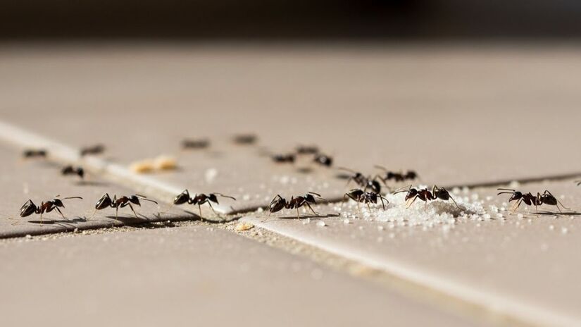 Sugestões de proteção: Salmo 66, oração Salve Rainha, arruda e guiné