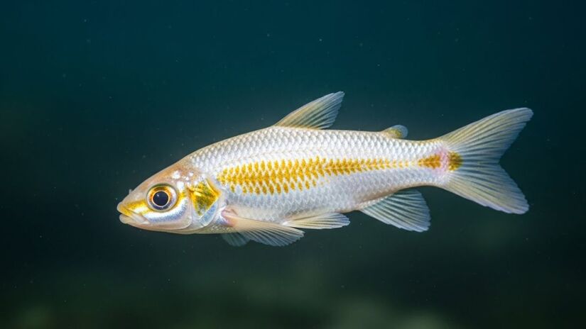 O peixe foi encontrado na zona mesopelágica, a 210 m de profundidade, perto da Ilha de Ishigaki (Imagem ilustrativa)/ImageFX