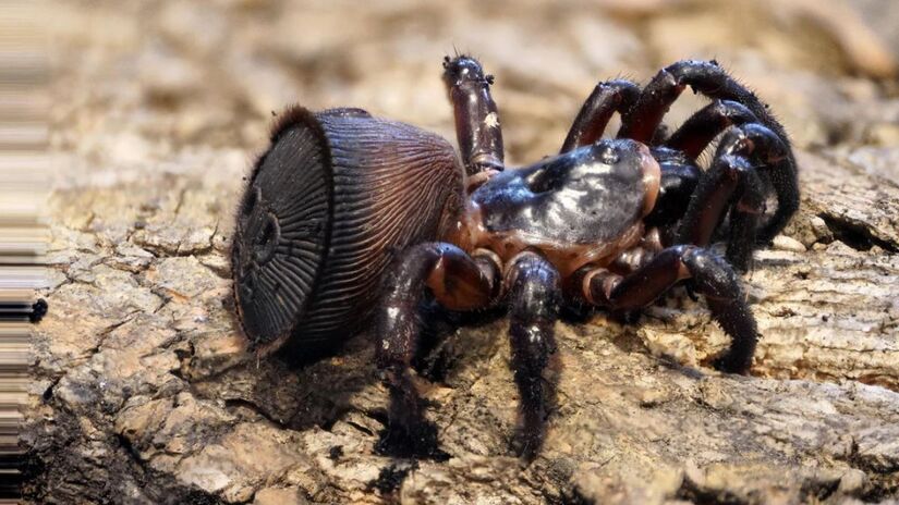 Encontrada principalmente na China e no Vietnã, a Cyclocosmia ricketti vive em túneis subterrâneos cavados na terra úmida. /Internet
