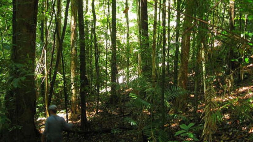 4ª - Floresta Daintree  Austrália - Ocupa uma área de 965 mil km². É a floresta tropical mais antiga do mundo, com mais de 135 milhões de anos/ Killerscene wikimedia commons