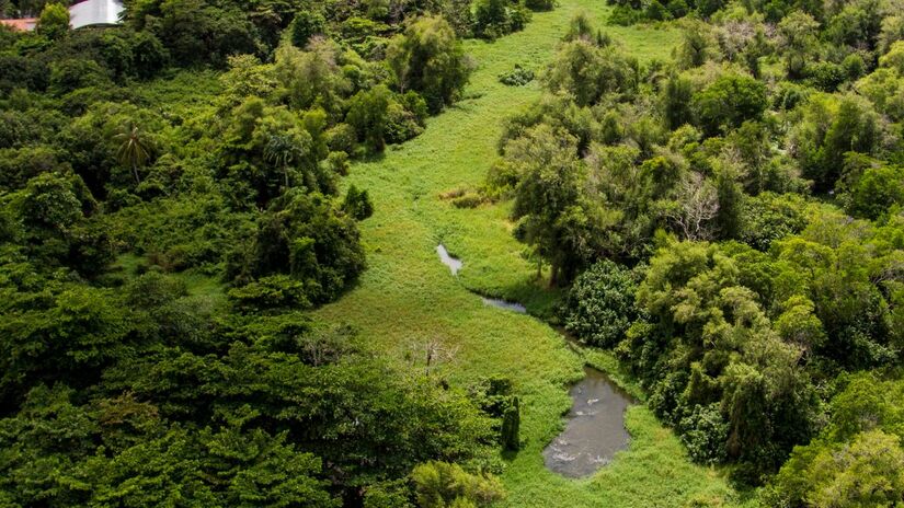 Parque Ecológico do Cocó  Um dos maiores parques urbanos do Brasil, é um refúgio verde no meio da cidade, ótimo para caminhadas, trilhas e passeios ao ar livre/ ME/Portal da Copa/Wikimedia Commons