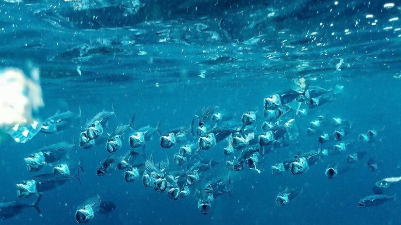 Resíduos invisíveis ao olho nu já fazem parte da rotina dos organismos marinhos /Unsplash